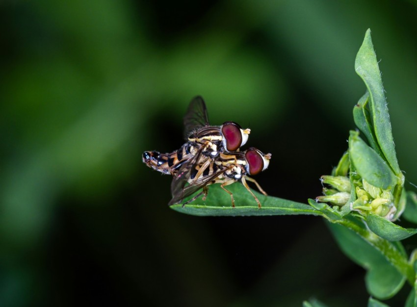 a couple of flies sitting on top of a green leaf