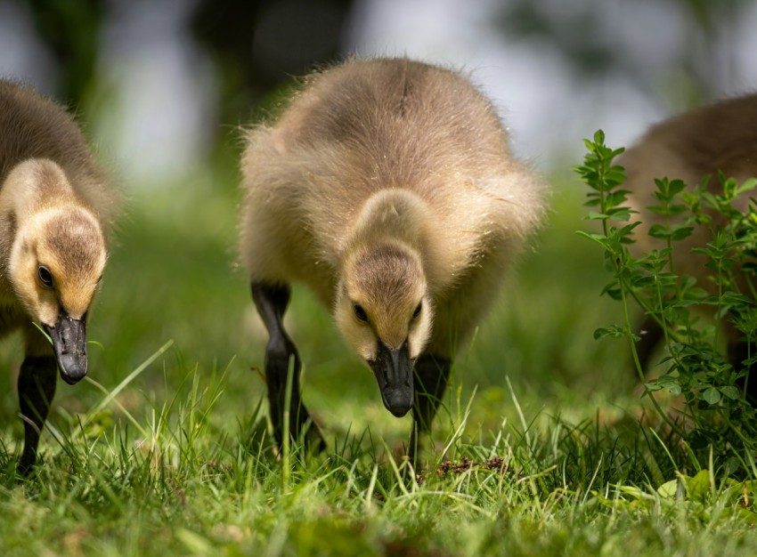 a couple of baby ducks standing on top of a lush green field