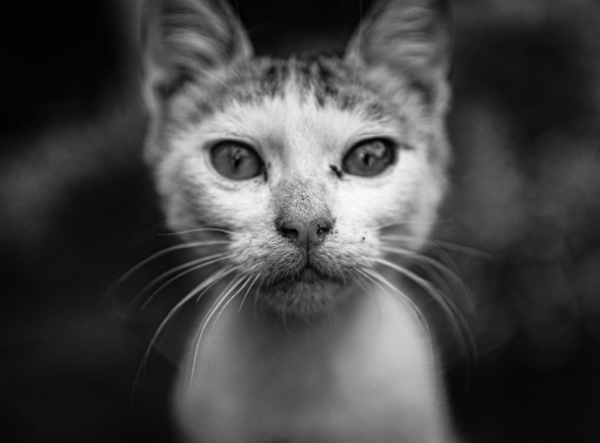 a black and white photo of a cats face