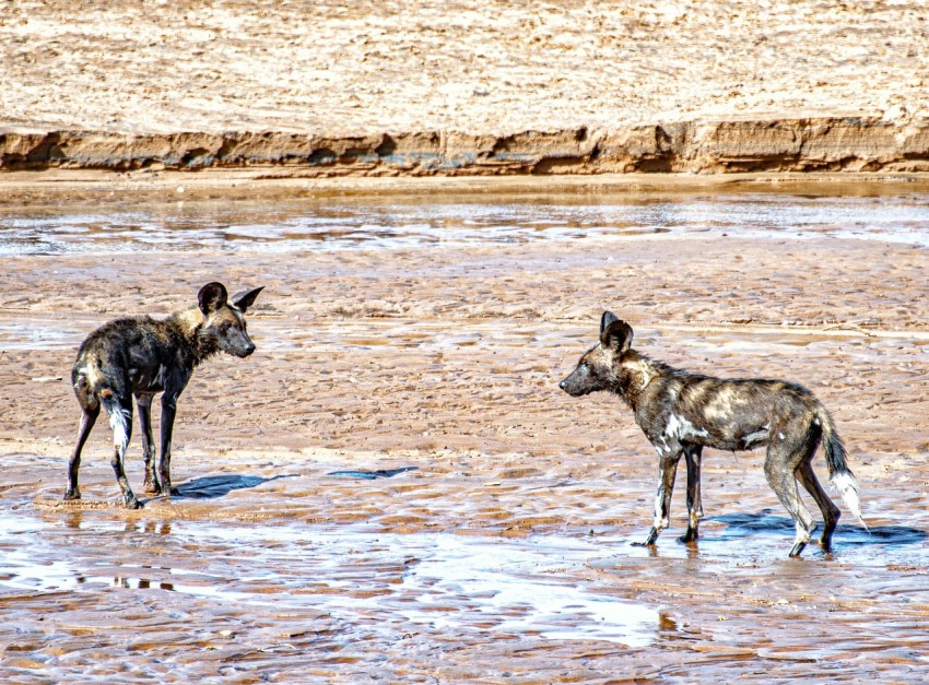 two wild dogs standing in shallow water on a beach