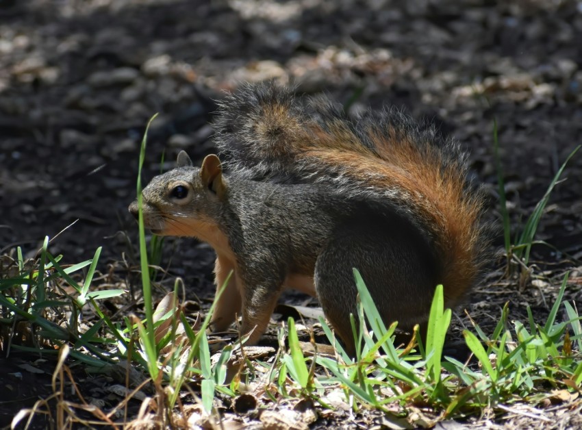 a small squirrel is standing in the grass