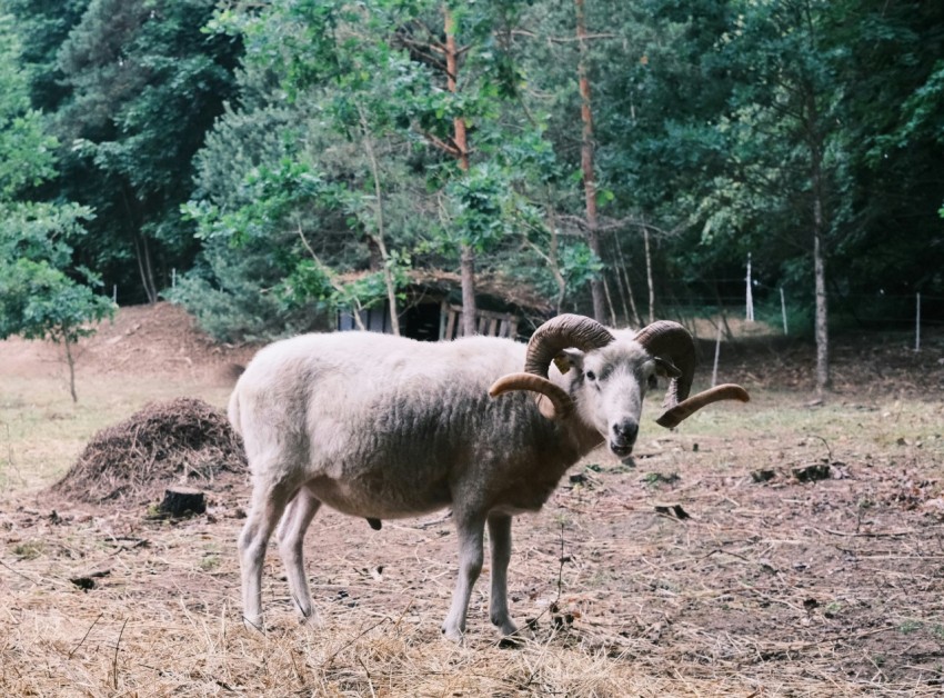 a ram standing in a field with trees in the background