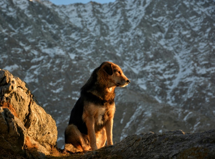 shallow focus photo of long coated brown dog