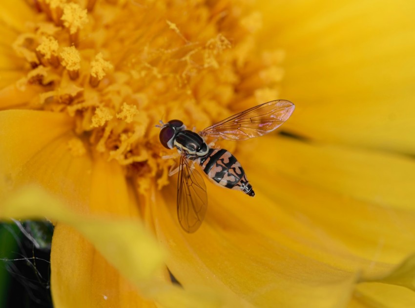 a bee sitting on top of a yellow flower