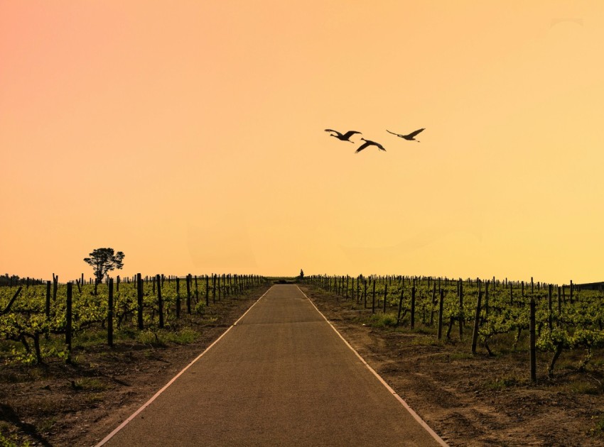 road surrounded by farm LR2y0