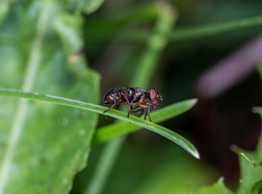 a fly sitting on top of a green leaf
