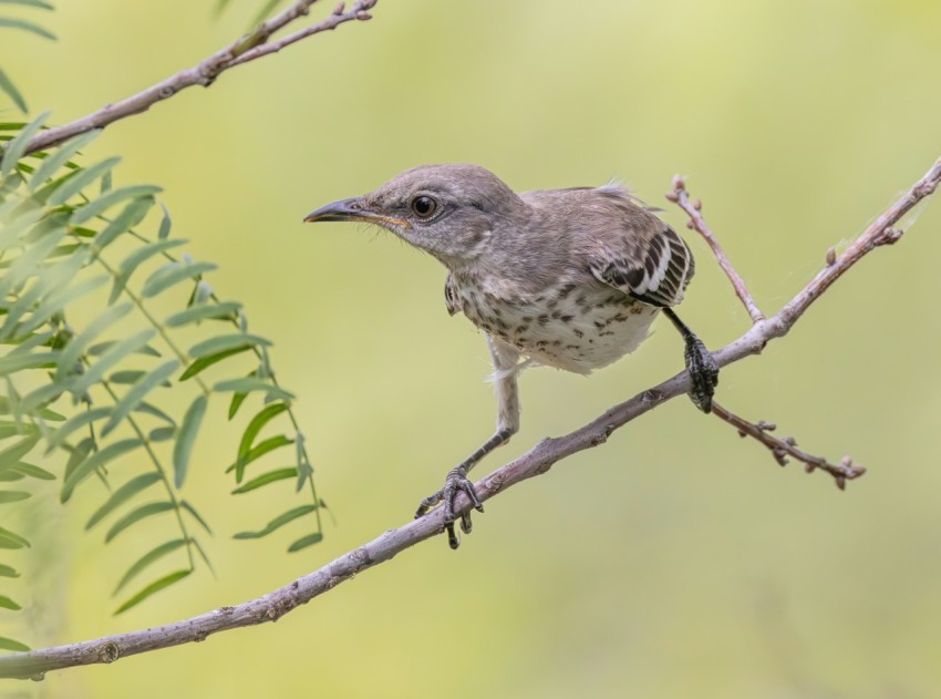 a small bird perched on a tree branch