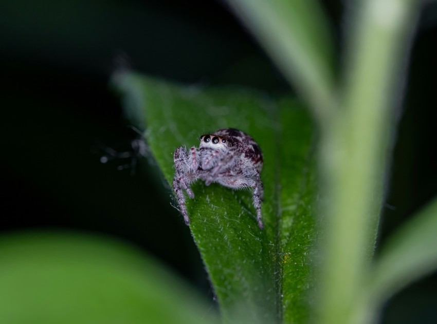 a small spider sitting on a green leaf