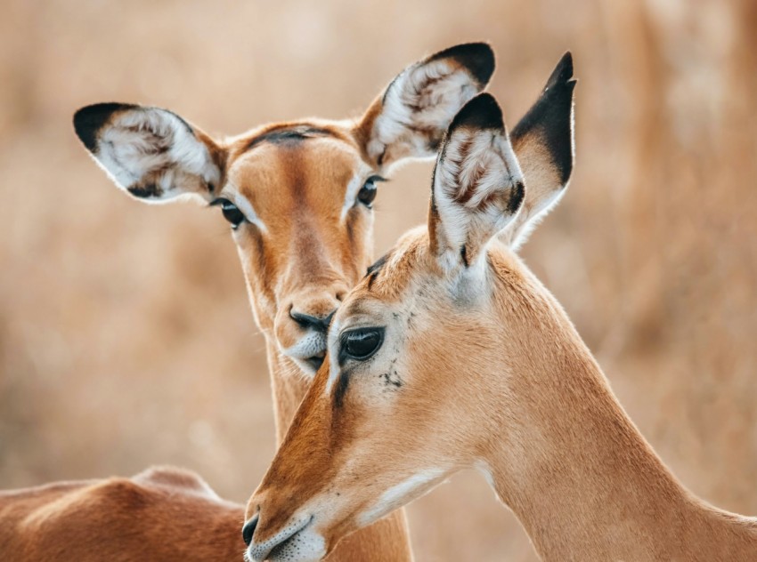 a couple of deer standing next to each other