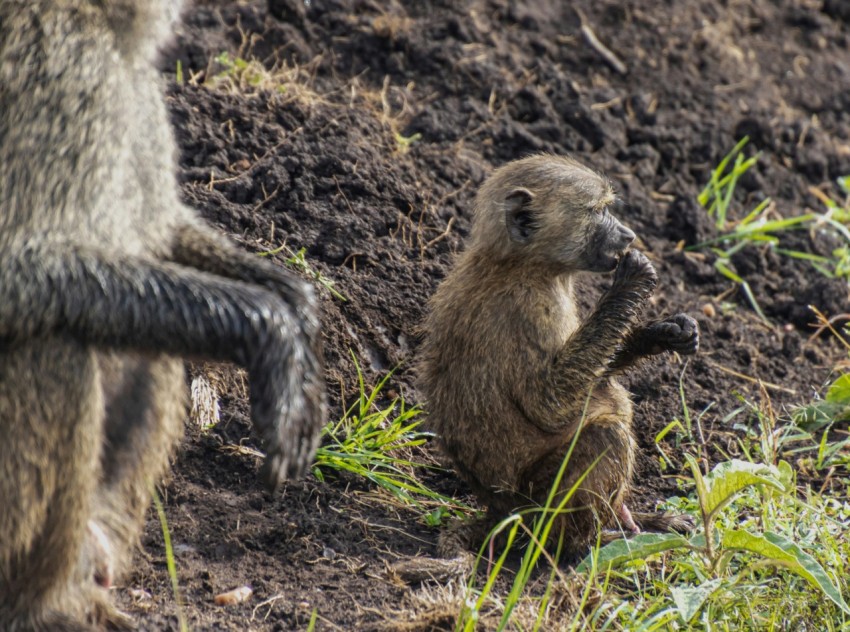 a couple of animals that are standing in the dirt