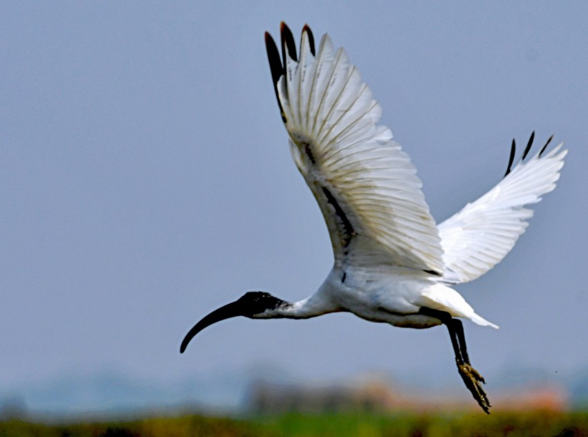 a large white bird flying over a lush green field 4EY0Lbx