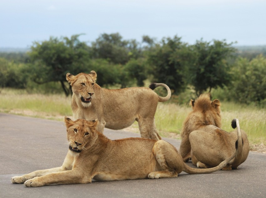 lion and lioness on green grass field during daytime qp_o6