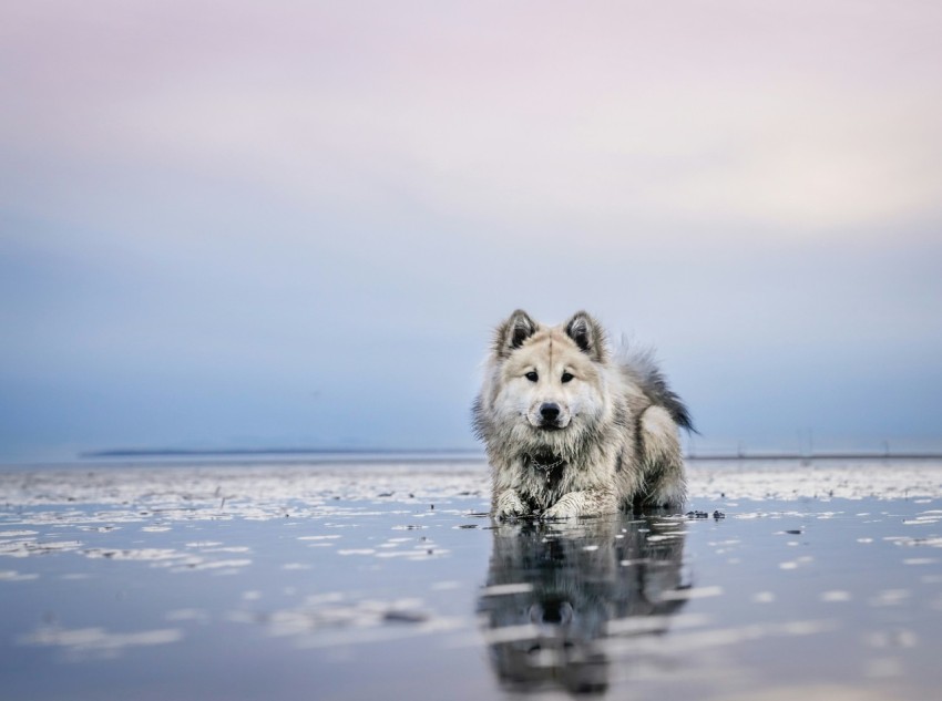 dog on calm body of water