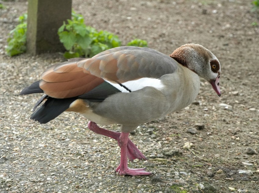 a close up of a bird on a dirt ground