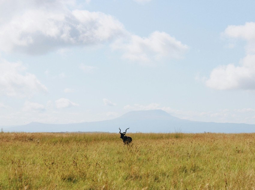 a deer standing in a field with a mountain in the background