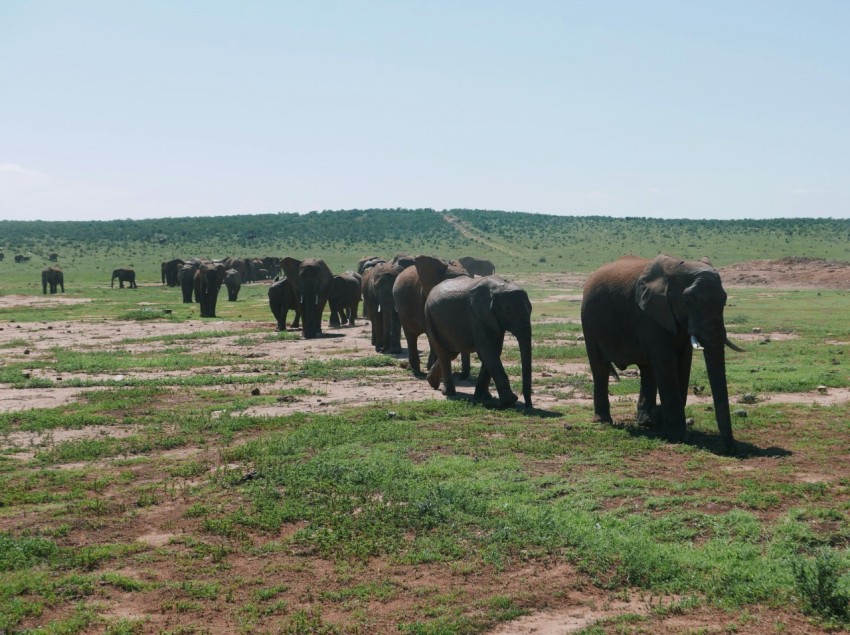 a herd of elephants walking across a grass covered field