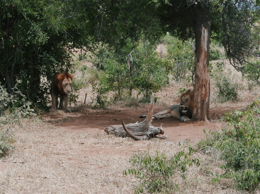 a couple of animals that are standing in the dirt