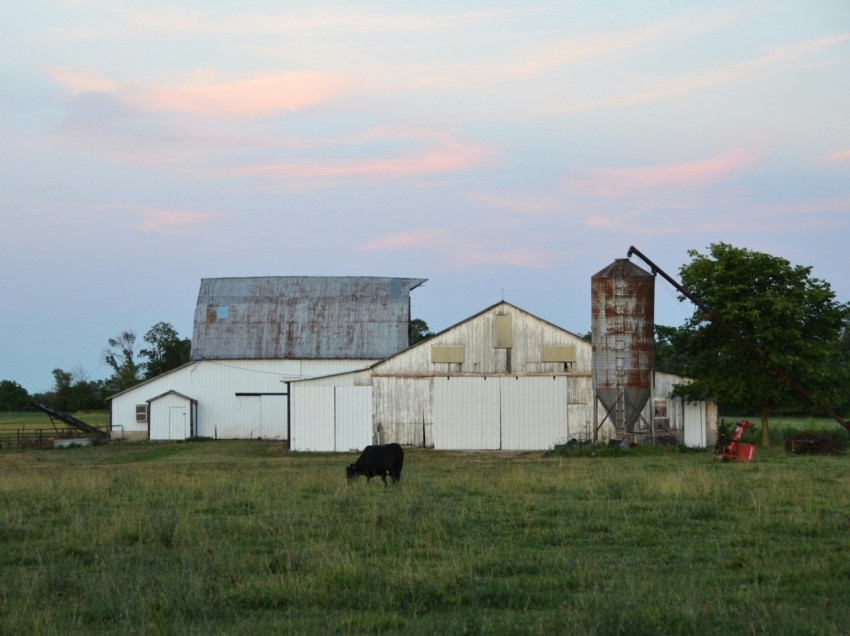 a cow standing in a field next to a barn