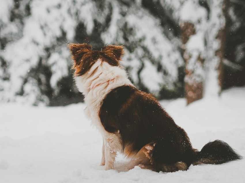 shallow focus photo of long coated brown and white dog