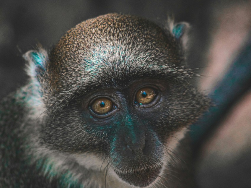 a close up of a monkey