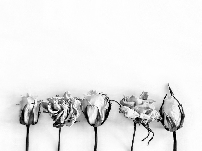 a row of flowers sitting on top of a white wall