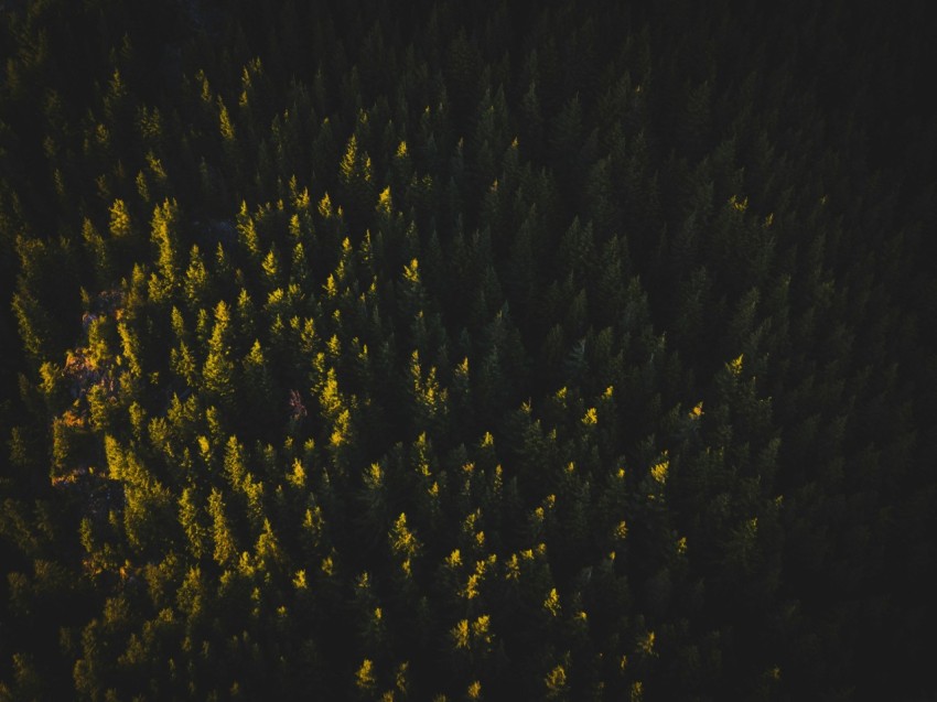 aerial photo of trees