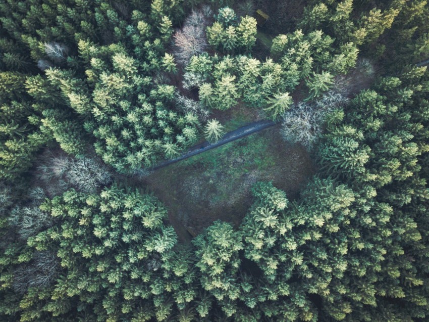 pine trees in aerial photography