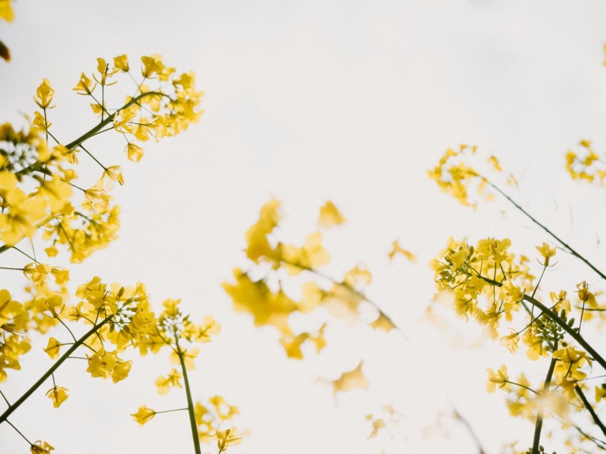 a close up of some flowers Xfrqc