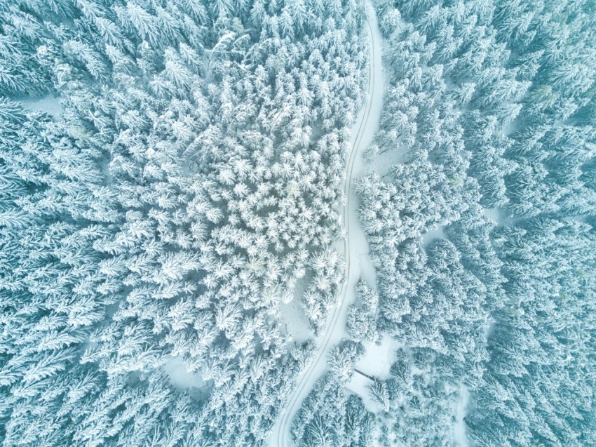 aerial photography of trees ZIDL2