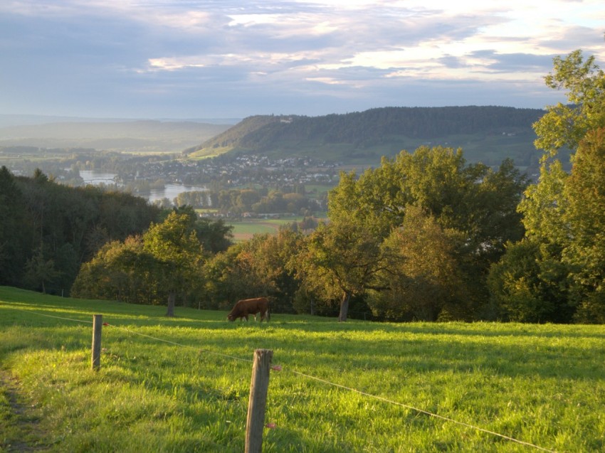 landscape photo of horse eating grass