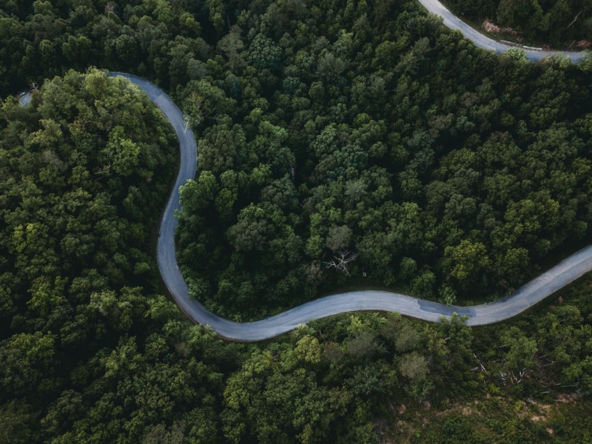 aerial view of green forest