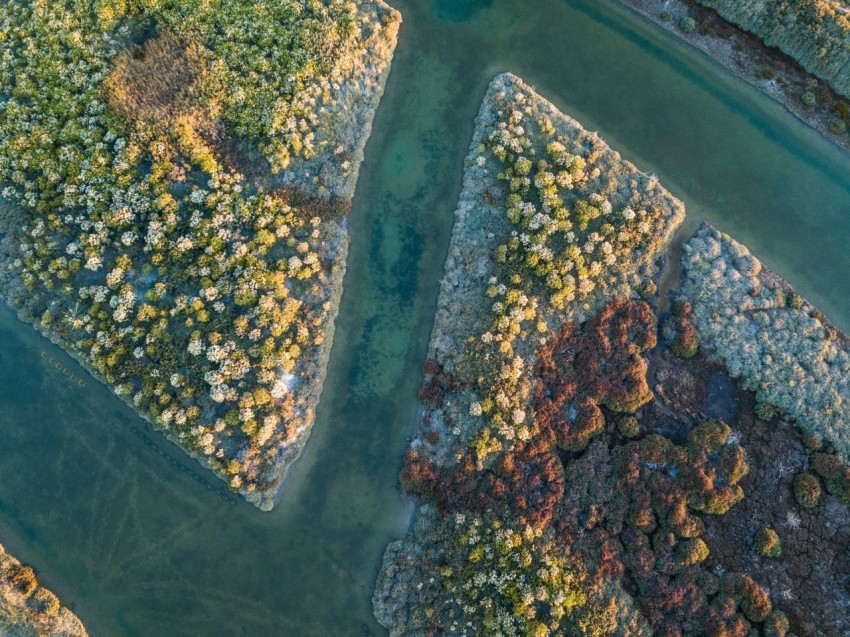 birds eye view photography of forest