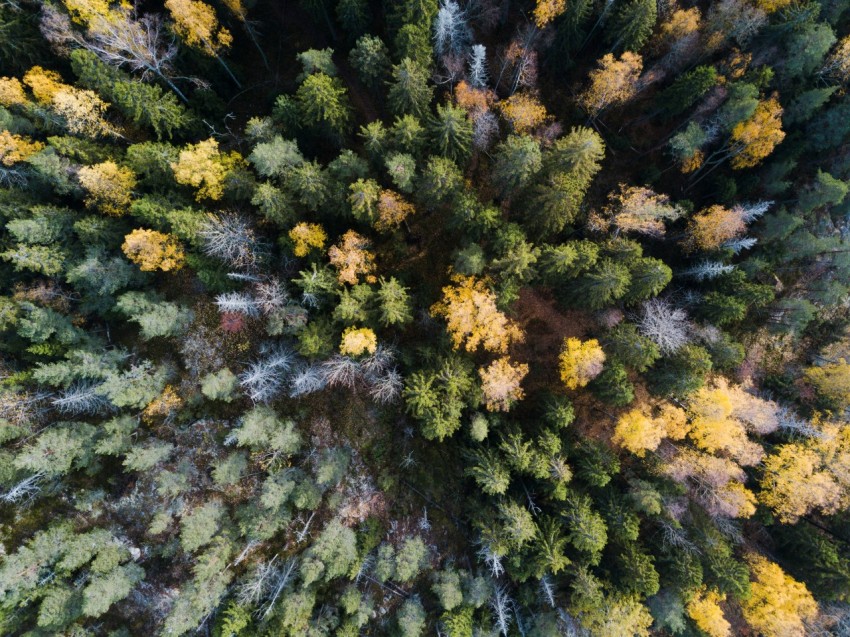 aerial view of trees