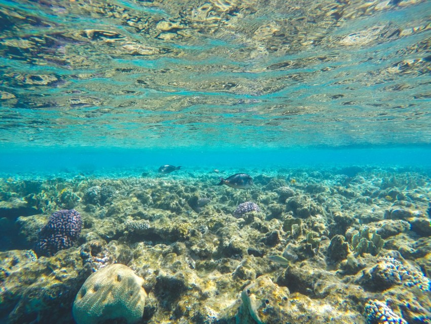 an underwater view of a coral reef in the ocean