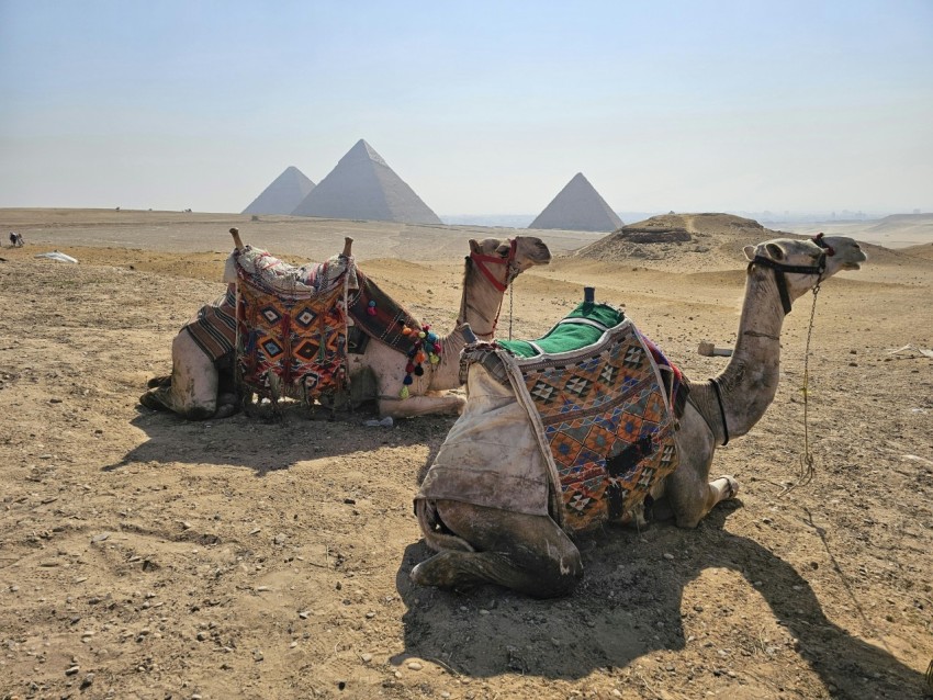 a couple of camels that are sitting in the dirt