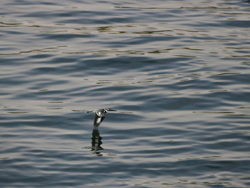 a bird flying over a body of water