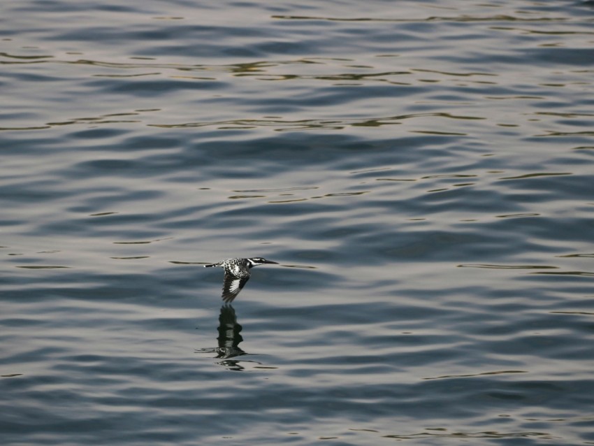 a bird flying over a body of water