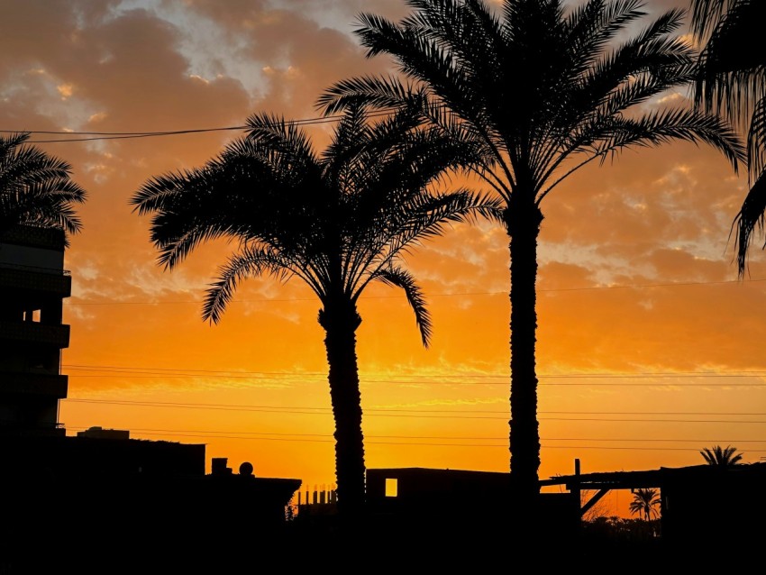 a couple of palm trees sitting next to each other