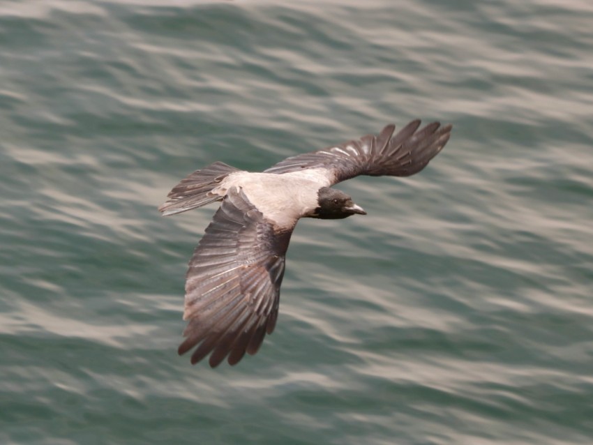 a seagull flying over a body of water