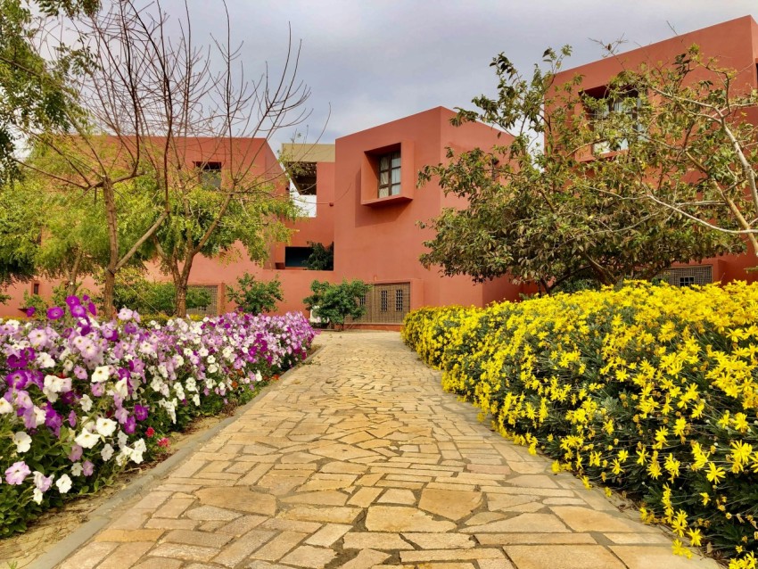 yellow and pink flowers on garden C