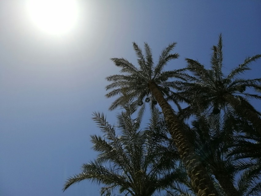 low angle photo of palm trees