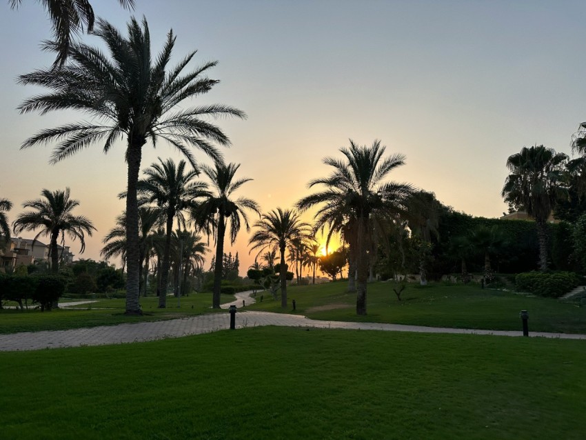 the sun is setting behind palm trees in a park