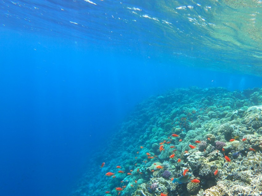 school of goldfish underwater