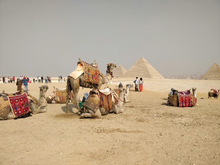 camels on dessert