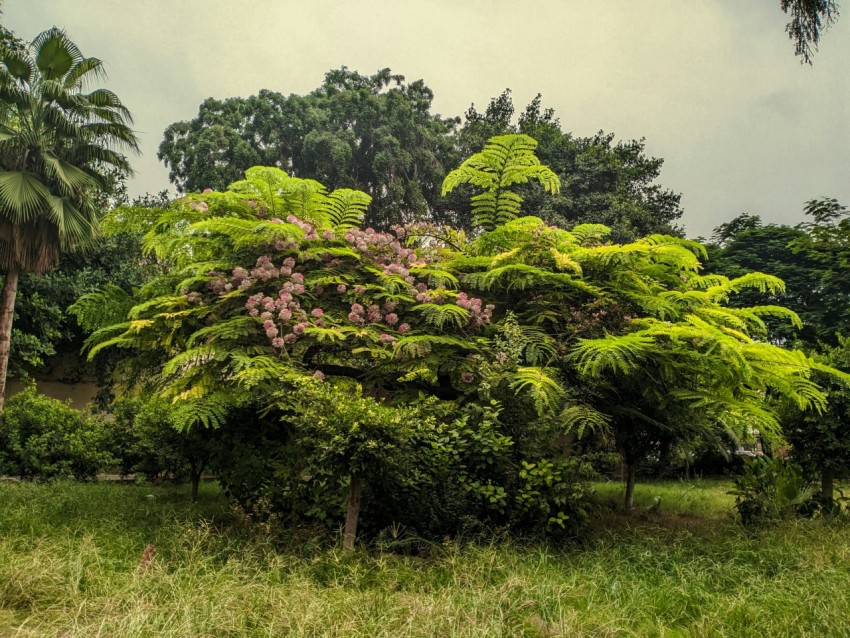 a lush green forest filled with lots of trees