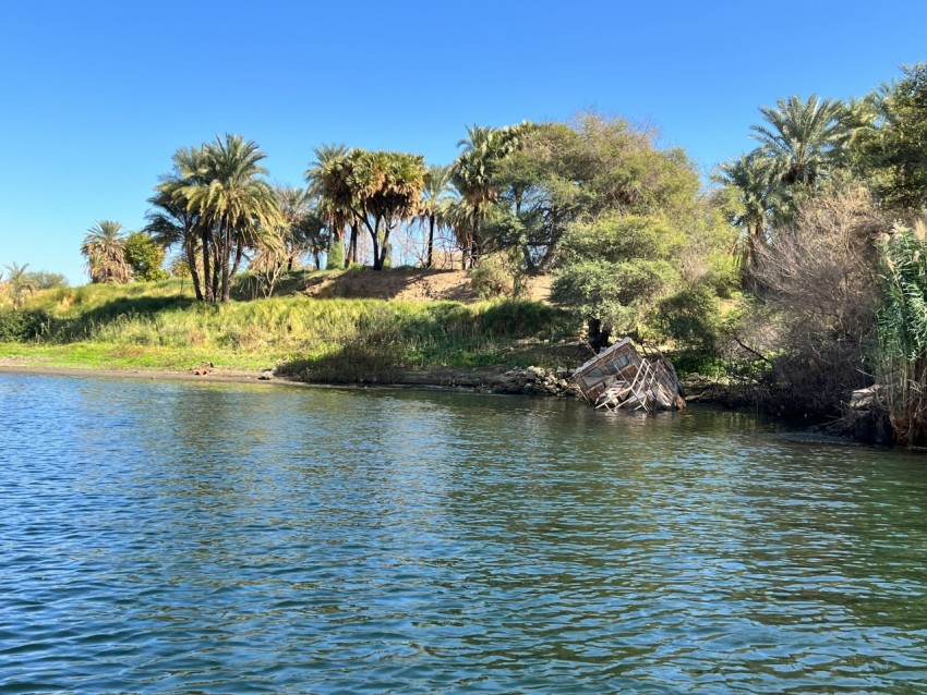 a body of water surrounded by palm trees