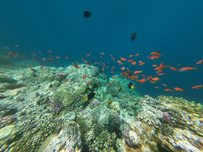 a school of fish swimming in the ocean