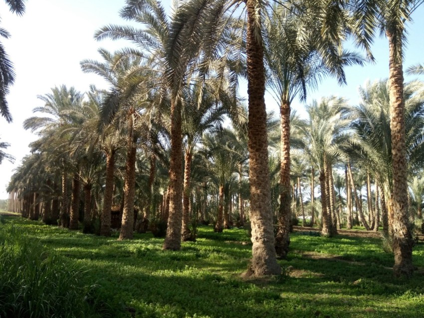 a grove of palm trees in a green field