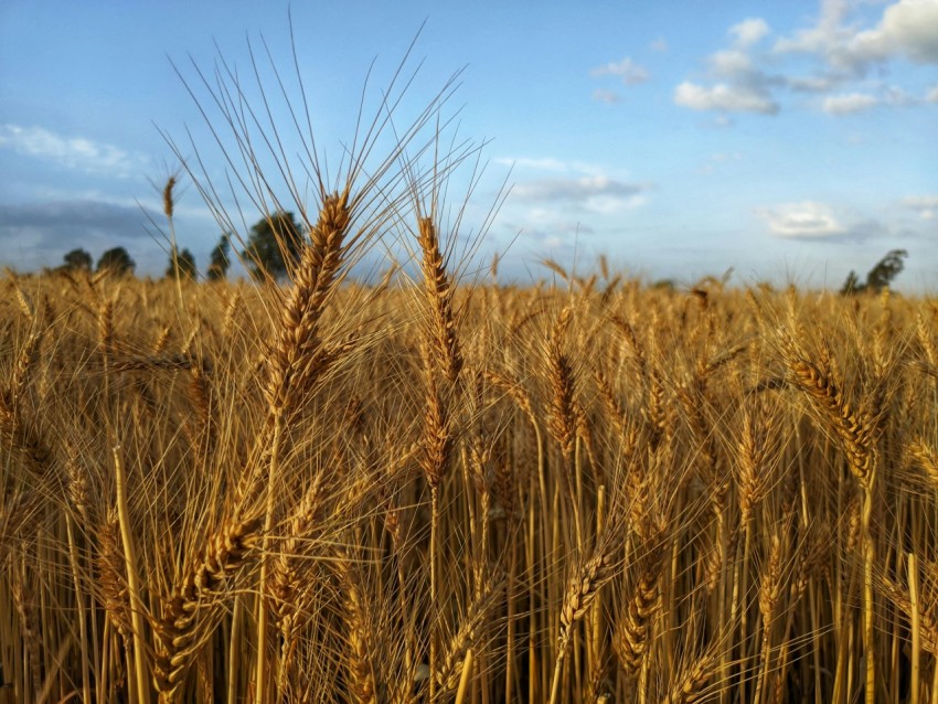 brown wheat field during daytime