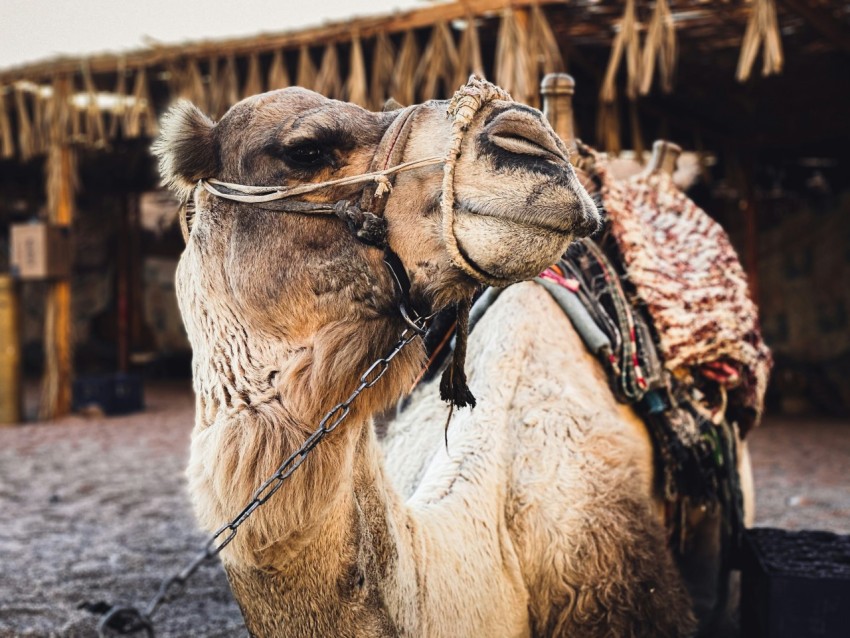 a camel with a saddle